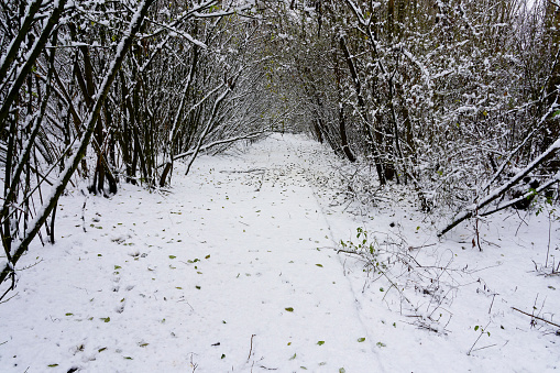 A snow covered footpath through an archway of trees leading to a small gate.