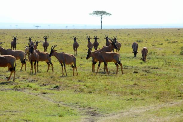 istock Safari Splendor in the Wild 1904422604