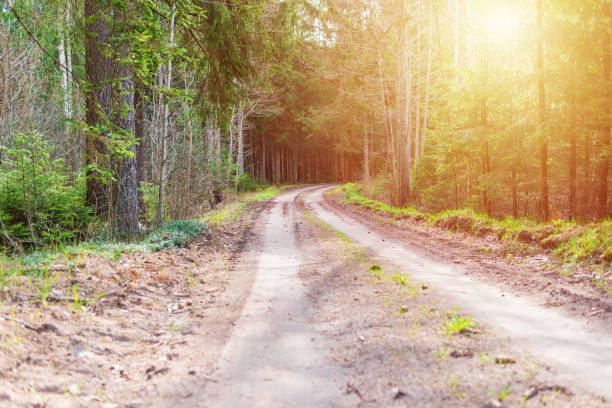 istock Spring forest road sunlight view. Road in autumn,spring,summer forest. Spring forest road urban path. 1904437255