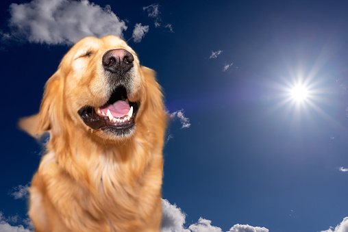 Golden labrador retriever on the blue sky,sun shine background.Golden retriever, happy,funny,surprised with copy space.Closeup.Advertisement,mockup,banner.