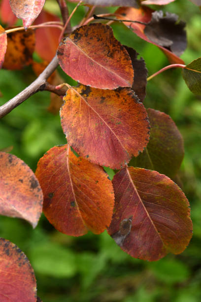 folhas coloridas de outono de uma macieira no jardim. belas folhas vermelhas e amarelas. as cores do outono. - leaf branch tree green - fotografias e filmes do acervo