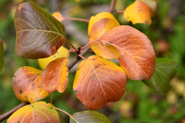 folhas coloridas de outono de uma macieira no jardim. belas folhas vermelhas e amarelas. as cores do outono. - leaf branch tree green - fotografias e filmes do acervo