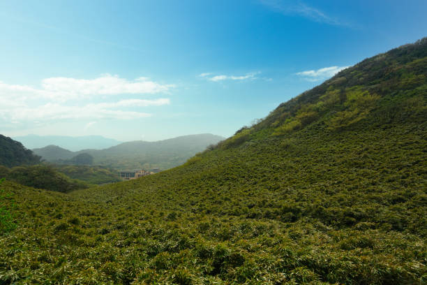 The mountains are covered with green plants that look like bamboo. Jinfo Mountain karst topography, biodiversity and Buddhist culture, Chongging.