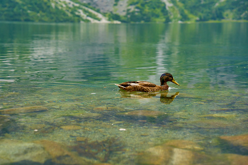 Mallard duck swimming in mountain lake. Beautiful nature landscape. Tatra National Park in Poland. Morskie Oko or Sea Eye lake in Five lakes valley