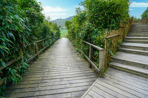 There are two birds on the wooden walkway. There are bamboos on both sides. Jinfo Mountain karst topography, biodiversity and Buddhist culture, Chongging.