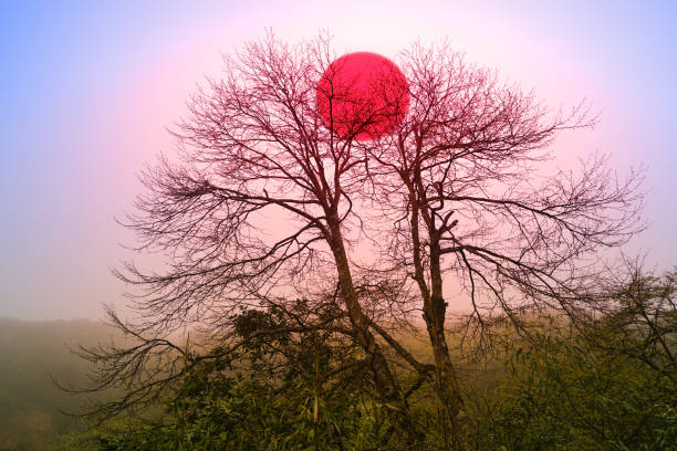 The flaming red sunset is behind the tree tops. Jinfo Mountain karst topography, biodiversity and Buddhist culture, Chongging.