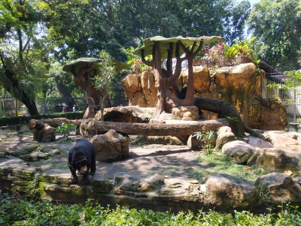 istock Honey Bear Containment at the zoo 1904474401