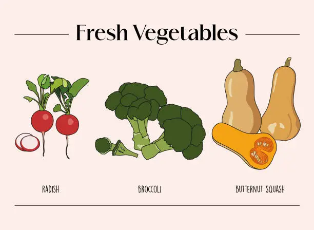 Vector illustration of Set of Fresh Vegetables