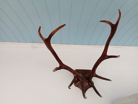 Lacquered trophy deer antlers hang on the wall. The topic of hunting large animals. Part of deer antlers.