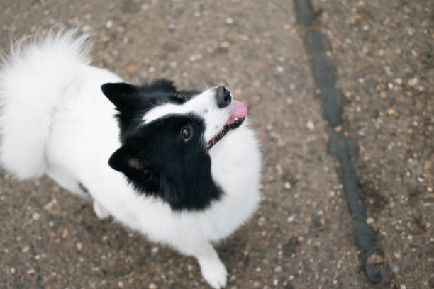 istock pet dog white with black head German Spitz is outside 1904490671