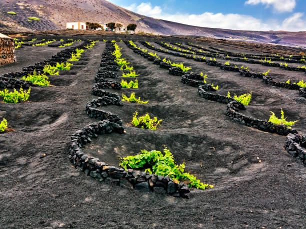 istock Vineyards in La Geria. Lanzarote. 1904492833