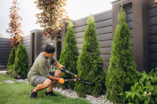 istock A young man is cutting pruning trees with a garden pruner in the backyard. A professional gardener is trimming big green bushes with gardening scissors in the park. 1904531015