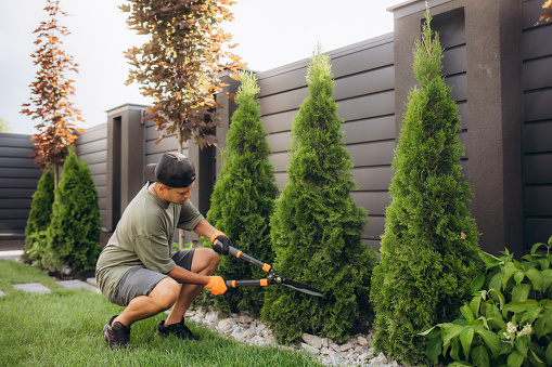 A young man is cutting pruning trees with a garden pruner in the backyard. A professional gardener is trimming big green bushes with gardening scissors in the park. High quality photo