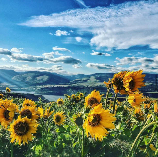 istock Wildflowers growing in the wind 1904532590