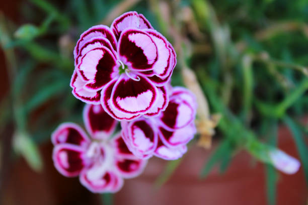 Beautiful two-color gillyflowers cose-up