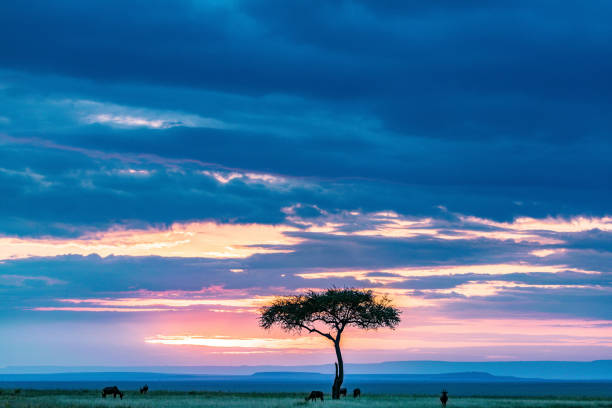 istock Impala African Antelope Grazing 1904579060