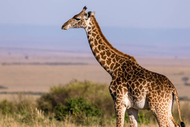 istock Side View Portrait Of The Maasai Giraffe 1904579582