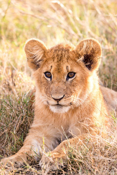 istock Close-Up Portrait Of Lion Cub 1904579583