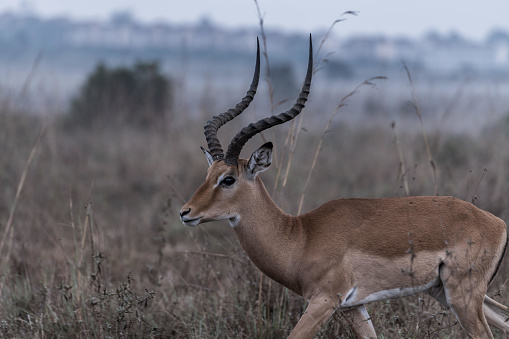 Close of the Impala African Antelope Wildlife Animals Mammals at the savannah grassland wilderness hill shrubs great rift valley maasai mara national game Reserve park Narok County Kenya East Africa