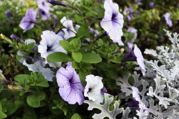 istock Delicat blue flower background. Nature wallpaper 1904596981