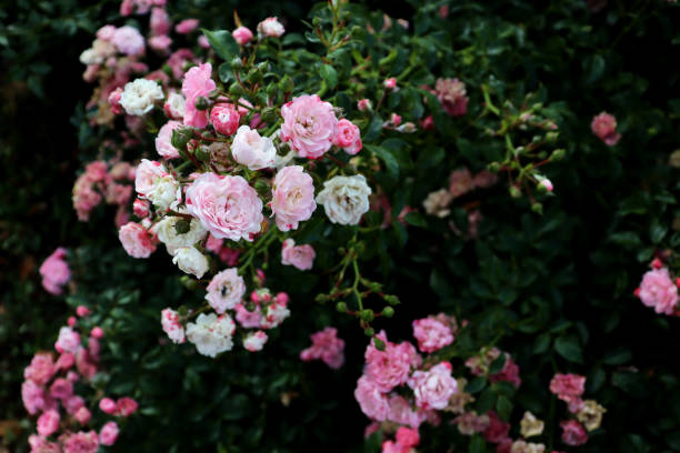 istock Romantic delicate pink flowers on green bush 1904596983