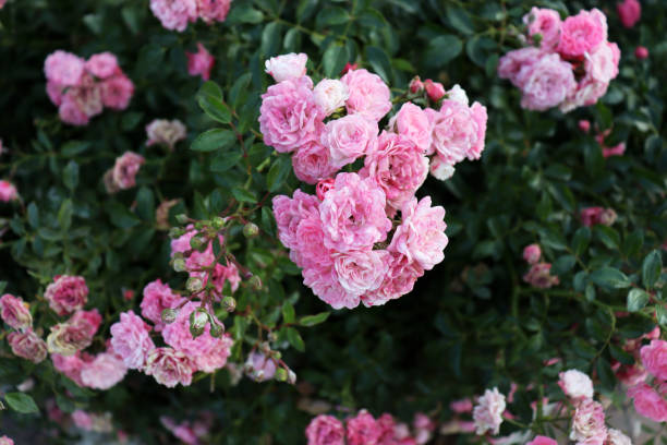 istock Beautiful romantic pink flowers on big green bush 1904596991