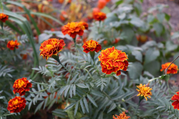 istock Beautiful garden with colorful flowers 1904597237