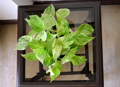 Epipremnum aureum is a species of flowering plant in the arum family Aracear. The plant has a multitude of common names including golden pothos, Ceylon creeper, ivy arum, money plant and devil's ivy.
