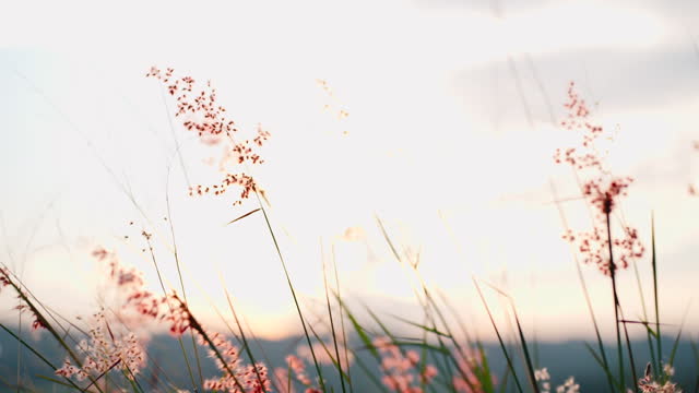 Flower grass closeup at sunset.