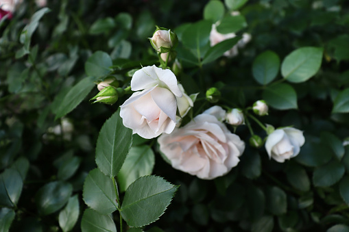 beautiful wild roses