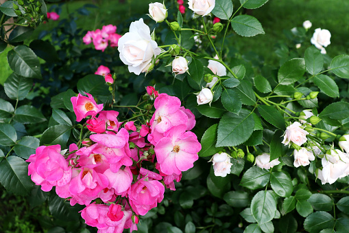 Green bush on garden. Pink and white flowers for banner concept. Plants background