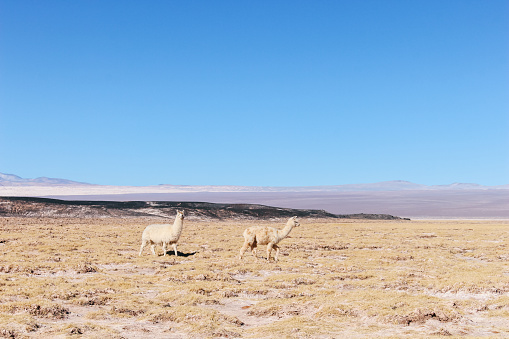 Two llamas standing side by side at Carachi Pampa Lagoon, Catamarca, Argentina. High quality photo
