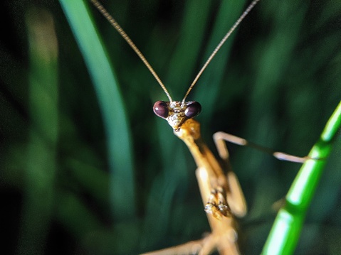 Praying mantis on branch