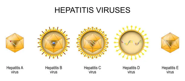 Vector illustration of Hepatitis viruses. Structure and anatomy of virio