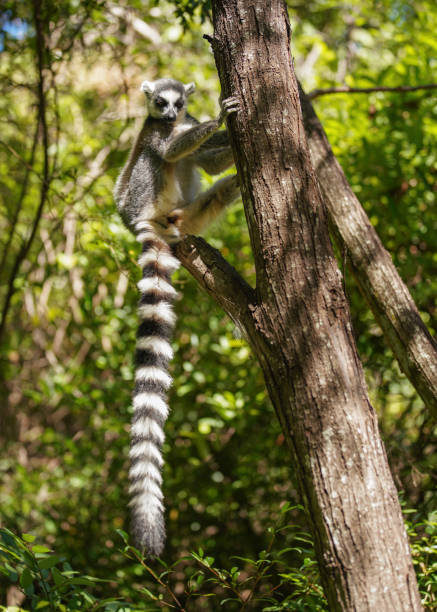 Close - up of one Ring-Tailed Lemur in Anja Community Reserve National Park on the tree. Madagascar