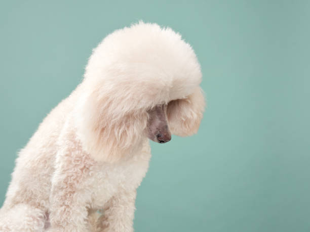 istock portrait of a white small poodle. dog on mint background 1904647180