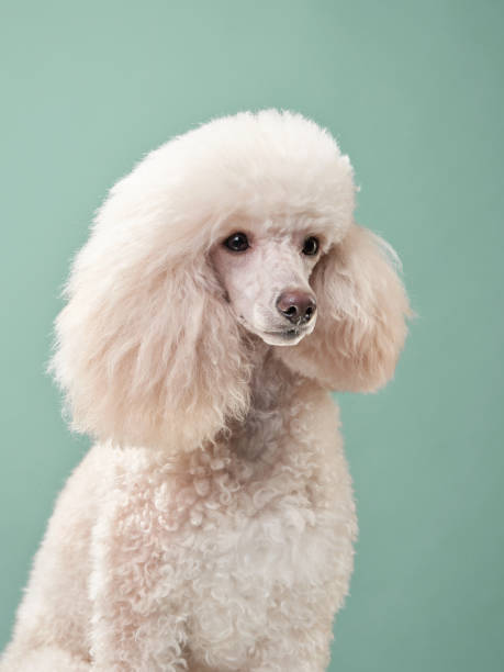 istock portrait of a white small poodle. dog on mint background 1904647182