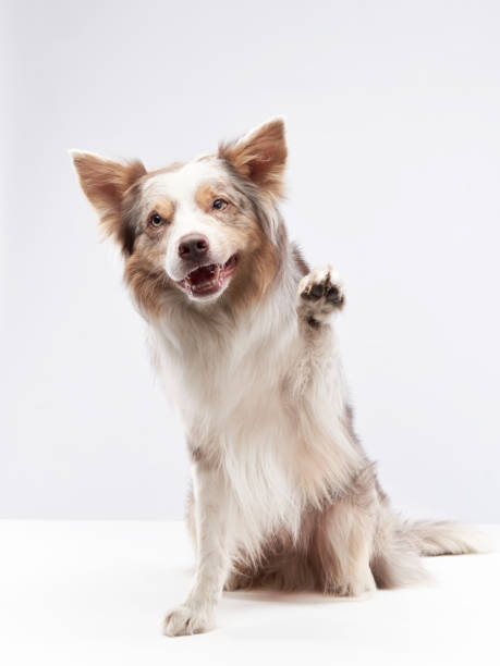 istock funny dog. Happy Border Collie curve muzzle 1904647190