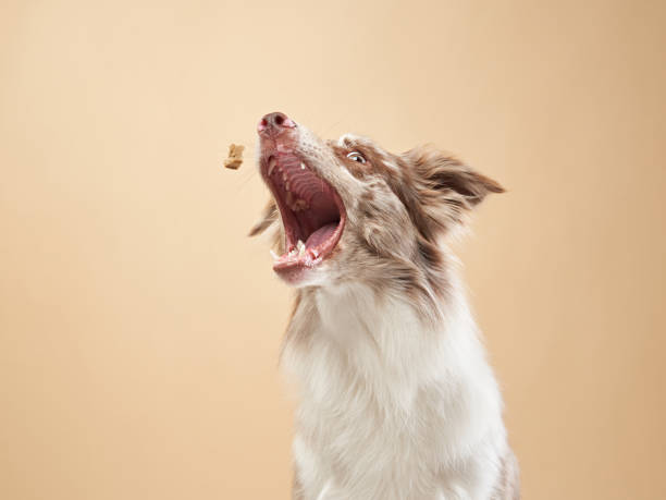 the dog catches food. expressive marble Border Collie. funny pet the dog catches a piece. expressive marble Border Collie. funny pet on on a beige background eye candy stock pictures, royalty-free photos & images