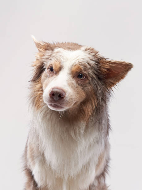 istock funny dog. Happy Border Collie curve muzzle 1904647194