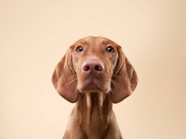istock funny dog shows tongue. Hungarian vizsla in studio 1904647197