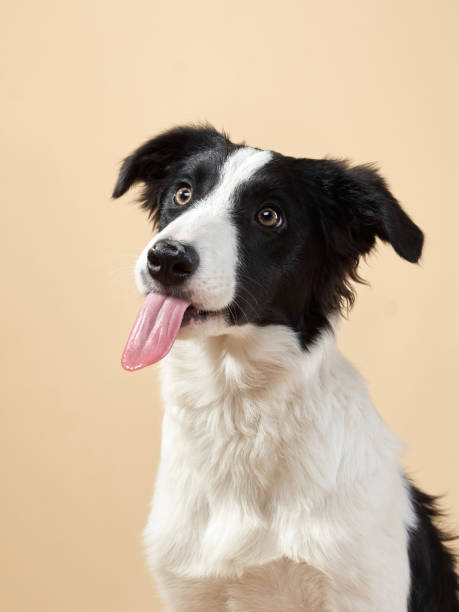 istock funny dog. Happy Border Collie curve muzzle 1904647428