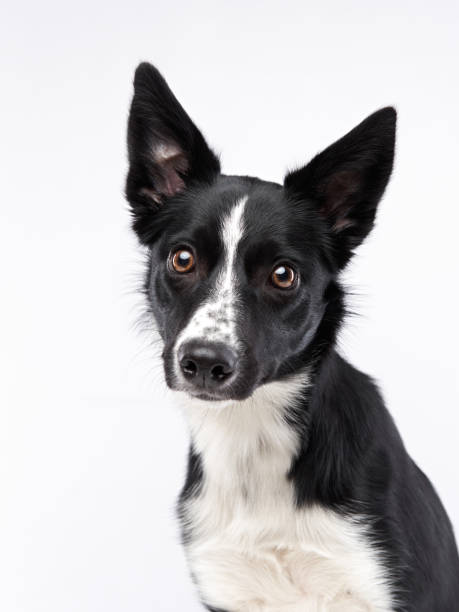 istock Portrait of a black-white border collie on a light background. 1904647689