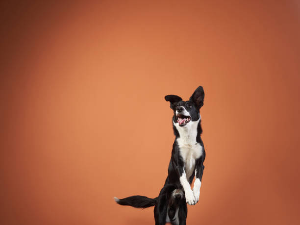 Funny active dog jumping. happy poodle on a color background