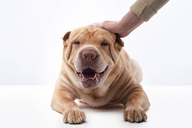 shar pei cão no fundo branco - shar pei dog beauty animal tongue - fotografias e filmes do acervo