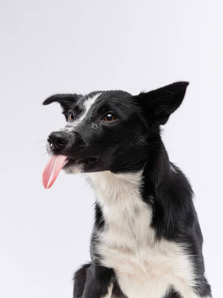 istock funny dog. Happy Border Collie curve muzzle 1904647719
