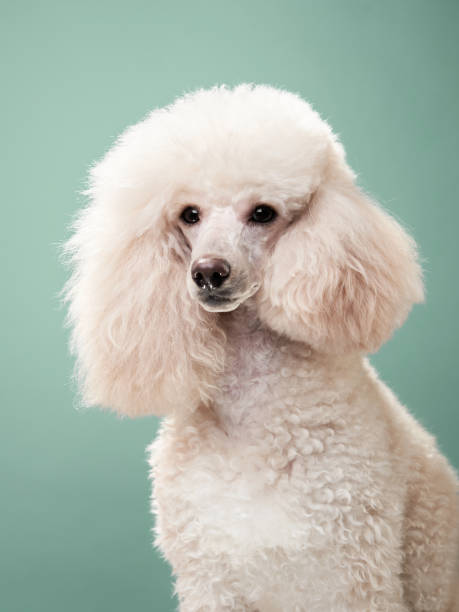 istock portrait of a white small poodle. dog on mint background 1904647730