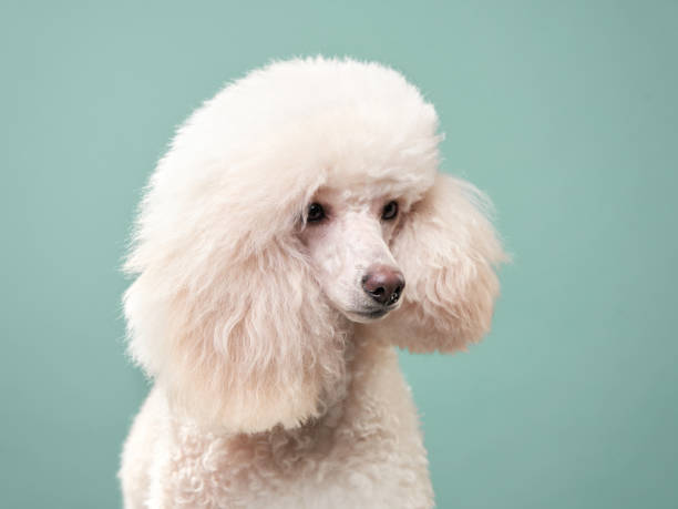istock portrait of a white small poodle. dog on mint background 1904647737