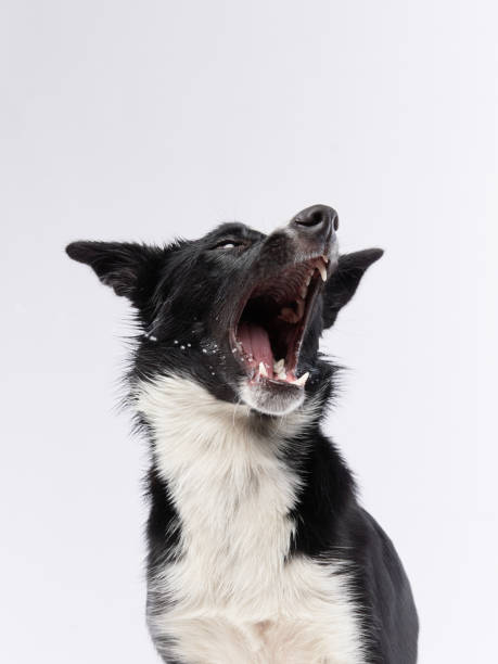 istock funny dog. Happy Border Collie curve muzzle 1904647767