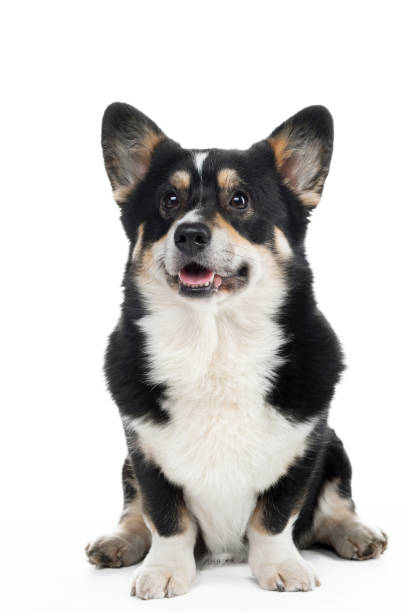 istock dog welsh corgi pembroke with open mouth on a white background. 1904648272
